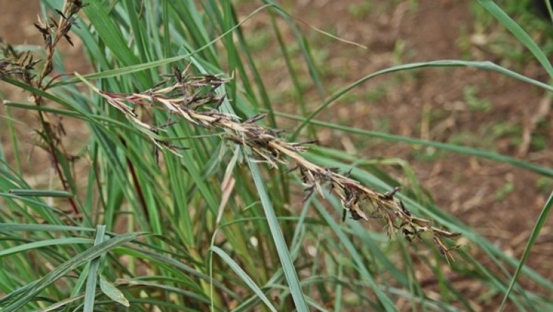 Cây dược liệu cây Sả Java - Cymbopogon nardus (L.) Rendle (C. winterianus Jowitt)