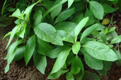 Cây dược liệu cây Cải kim thất, Rau lúi - Gynura barbaraefolia Gagnep