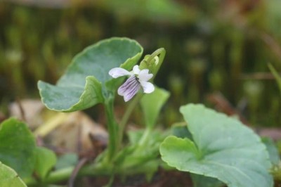 Cây dược liệu cây Cải rừng lá kích, Cây lưỡi cày - Viola betonicaefolia J.E.Sm