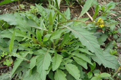 Cây dược liệu cây Cải hoang, Cải cột xôi, Cải ma lùn, Đình lịch - Rorippa indica (L.) Hiern (Nasturtium indicum (L.) DC.)