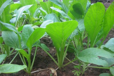 Cây dược liệu cây Cải ngọt - Brassica integrifolia (West.) O.E. Schulz