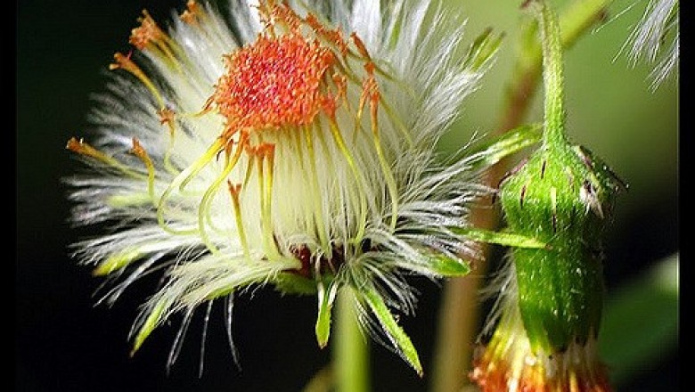 Cây dược liệu cây Cải giả, Bầu đất bóng - Gynura nitida DC