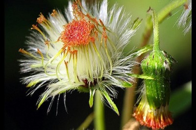 Cây dược liệu cây Cải giả, Bầu đất bóng - Gynura nitida DC