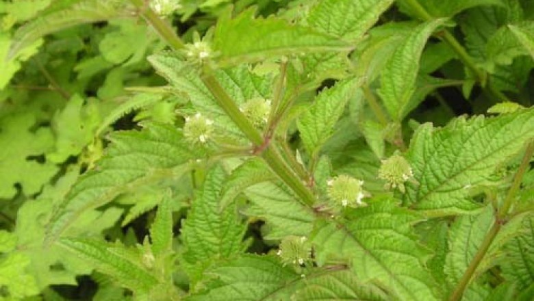 Cây dược liệu cây É lớn đầu - Hyptis rhomboidea Mart., et Gal