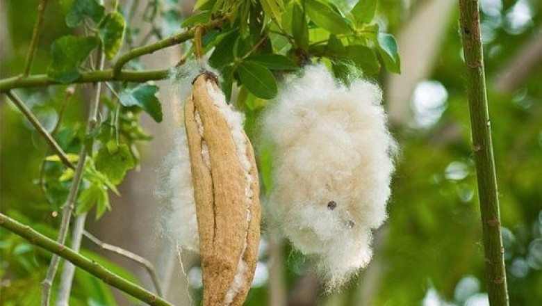 Cây dược liệu cây Gòn, Cây bông gòn - Ceiba pentandra (L.) Gaertn