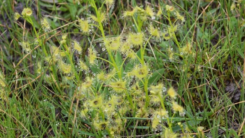 Cây dược liệu cây Gọng vó lá bán nguyệt - Drosera peltata Sm var. lunata (Buch - Ham.) Clarke