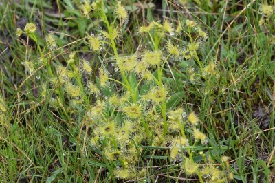 Cây dược liệu cây Gọng vó lá bán nguyệt - Drosera peltata Sm var. lunata (Buch - Ham.) Clarke