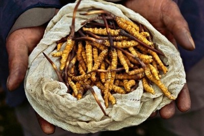 Vì sao đông trùng hạ thảo Tây Tạng có giá tiền tỷ?