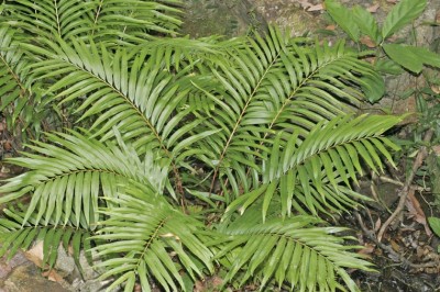 Cây dược liệu cây Guột rạng, Ráng dừa - Blechnum orientale L