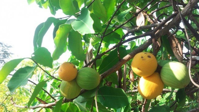 Cây dược liệu cây Guồi, Gùi - Willughbeia cochinchinensis Pierre ex Pit