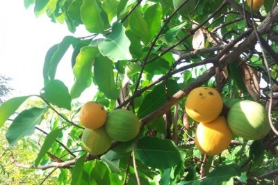 Cây dược liệu cây Guồi, Gùi - Willughbeia cochinchinensis Pierre ex Pit