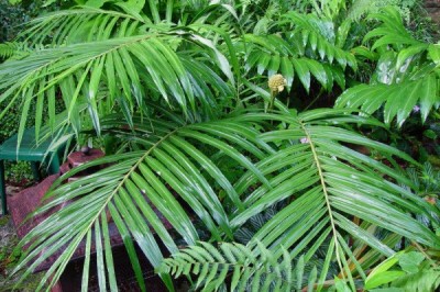 Cây dược liệu cây Gừng lúa, ngải trặc - Zingiber gramineum Blume