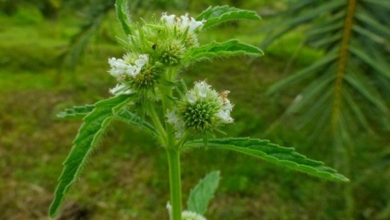 Cây dược liệu cây É dùi trống - Hyptis brevipes Poit