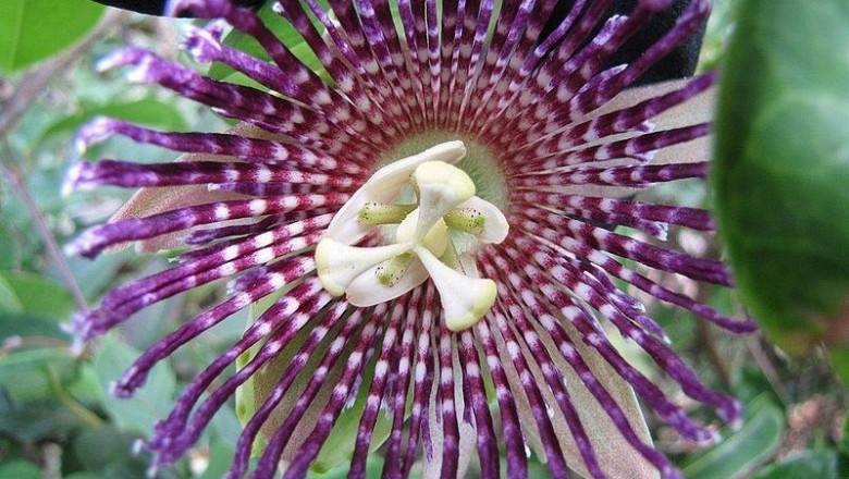 Cây dược liệu cây Guồi tây - Passiflora laurifolia L