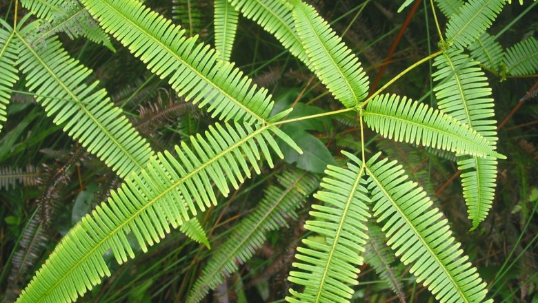 Cây dược liệu cây Guột cứng, Vọt, Cỏ đế, Ràng ràng - Dicranopteris linearis (Burm. f.) Underw