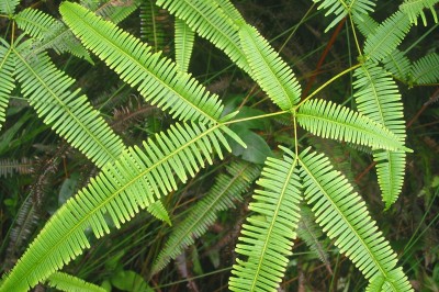 Cây dược liệu cây Guột cứng, Vọt, Cỏ đế, Ràng ràng - Dicranopteris linearis (Burm. f.) Underw