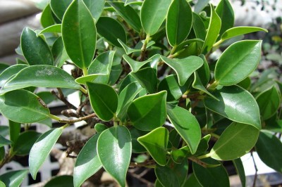 Cây dược liệu cây Gừa, Si quả nhỏ - Ficus microcarpa L.f