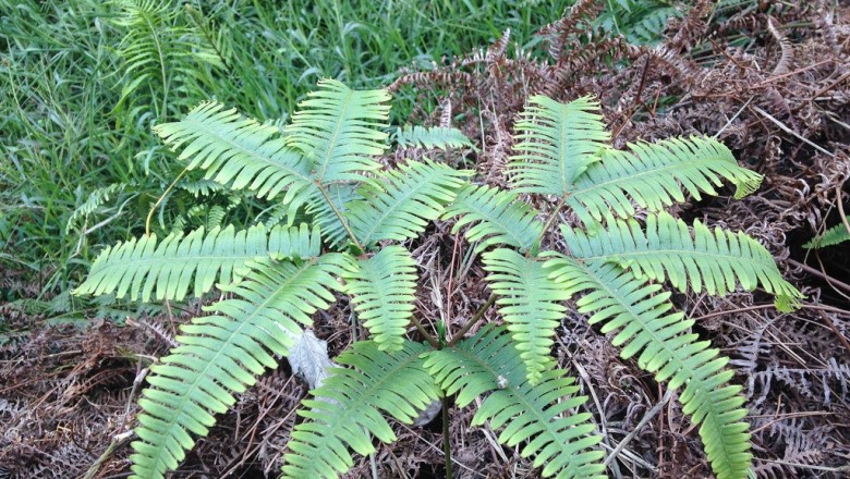 Cây dược liệu cây Guột, Guột lưỡng phân - Dicranopteris dichotoma (Thunb.) Bernh