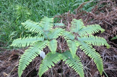 Cây dược liệu cây Guột, Guột lưỡng phân - Dicranopteris dichotoma (Thunb.) Bernh