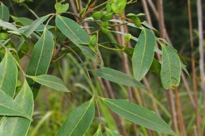 Cây dược liệu cây Gùi ga - Guioa cambodiana Pierre