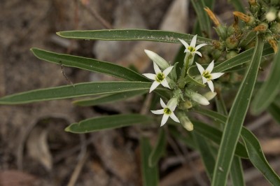 Cây dược liệu cây Sam hoa nách - Enicostema axillare (Lam.) Raynal