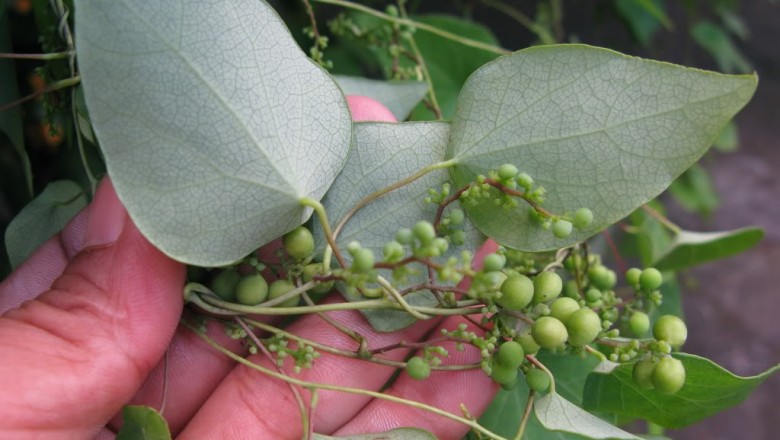 Cây dược liệu cây Sâm lá mốc, Sâm mặt dưới mốc - Cyclea hypoglauca (Schianer) Diels
