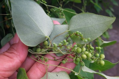 Cây dược liệu cây Sâm lá mốc, Sâm mặt dưới mốc - Cyclea hypoglauca (Schianer) Diels