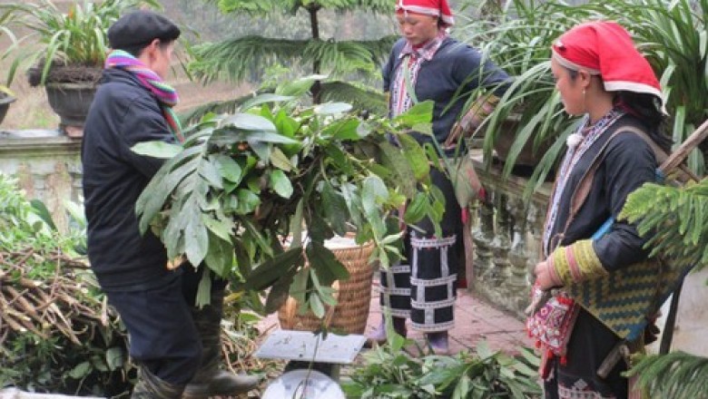 Bảo tồn dược liệu quý