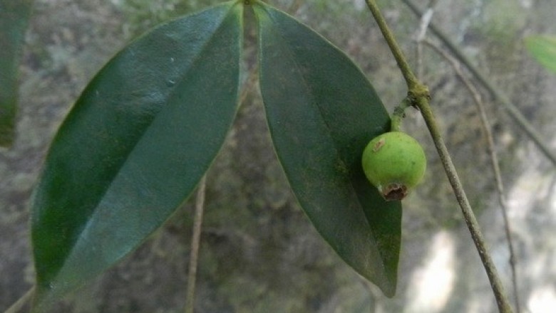 Cây dược liệu cây Sầm lá râm - Memecylon ligustrifolium Champ. ex. Benth. et Hook