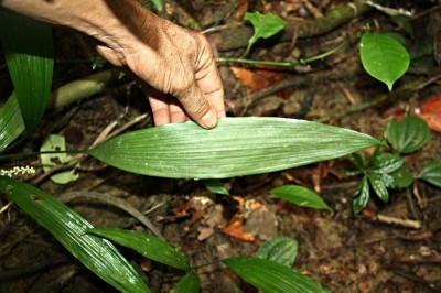Cây dược liệu cây Sâm mây, Sâm cau, Huệ đá - Peliosanthes teta Andrews
