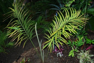 Cây dược liệu cây Sâm gai, Thiên tuế lá chẻ, Sâm tuế - Cycas micholitzii Dyer