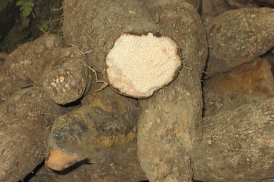 Cây dược liệu cây Từ Hemsley, Chiêm sơn dược - Dioscorea hemsleyi Prain et Burk