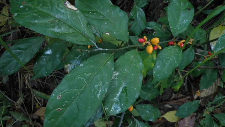 Cây dược liệu cây Nuốt dịu - Casearia flexuosa Craib