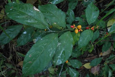 Cây dược liệu cây Nuốt dịu - Casearia flexuosa Craib