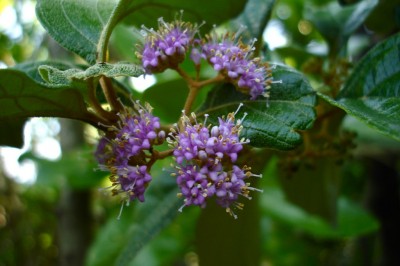 Cây dược liệu cây Tử châu lông mềm, Tu hú lông, Tử châu lông phân nhánh - Callicarpa erioclona Schauer