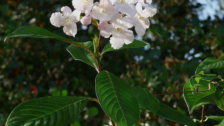 Cây dược liệu cây Nụ đinh, Lucu, Diền đinh hương - Luculia pinceana Hook. f