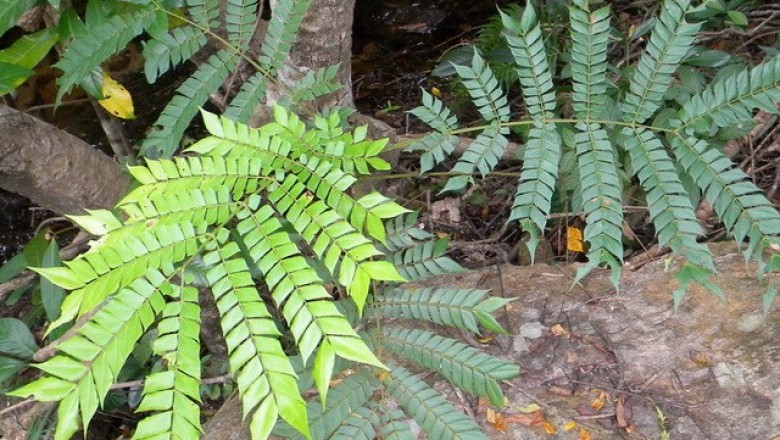 Cây dược liệu cây Mán đỉa, Giác - Archidendron clypearia (Jack) Nielsen