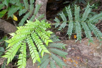 Cây dược liệu cây Mán đỉa, Giác - Archidendron clypearia (Jack) Nielsen