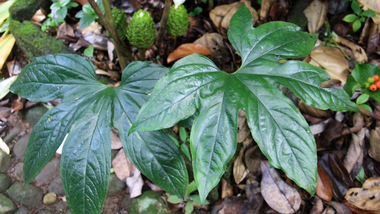 Cây dược liệu cây Nưa chân vịt - Tacca palmata Blume