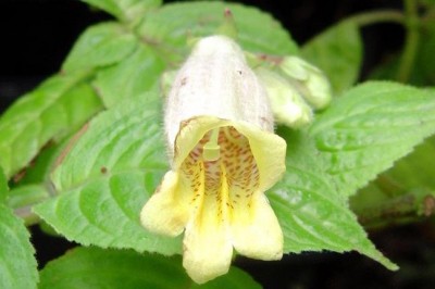 Cây dược liệu cây Tử hoa cự đài, Xuyên thư - Loxostigma griffithii (Wight) Clark