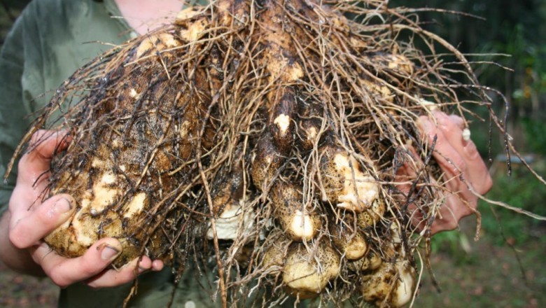 Cây dược liệu cây Từ Ching, Sơn cát thự - Dioscorea chingii Prain et Burk