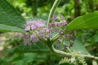 Cây dược liệu cây Tử châu lá to, Tu hú lá to - Callicarpa macrophylla Vahl
