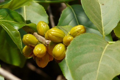 Cây dược liệu cây Nuốt hôi - Casearia graveolens Dalzell