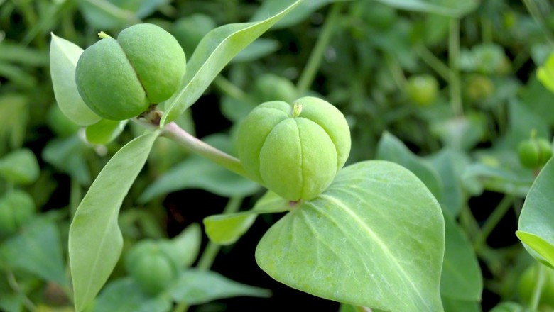 Cây dược liệu cây Tục tuỳ - Euphorbia lathyris L