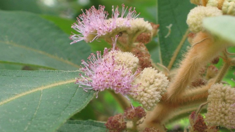Cây dược liệu cây Tử châu thuỳ dài, Tu hú, Tỳ bà giả - Callicarpa loureiri Hook et Arn (C. longiloba Merr)