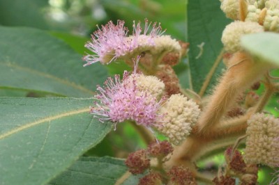 Cây dược liệu cây Tử châu thuỳ dài, Tu hú, Tỳ bà giả - Callicarpa loureiri Hook et Arn (C. longiloba Merr)