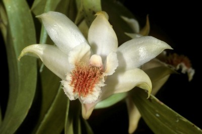 Cây dược liệu cây Thạch hộc lông đen, Bình minh - Dendrobium williamsonii Day et Rchb