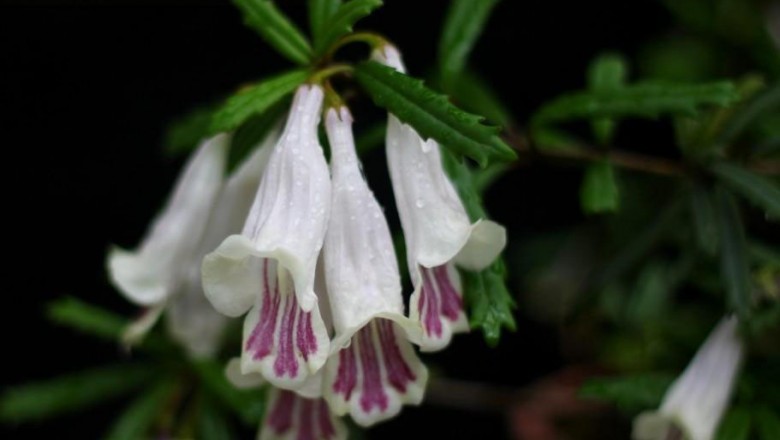 Cây dược liệu cây Thạch trạch lan, Thạch điếu lan hoa nhỏ. Nở lưng ít hoa - Lysionotus pauciflorus Maxim