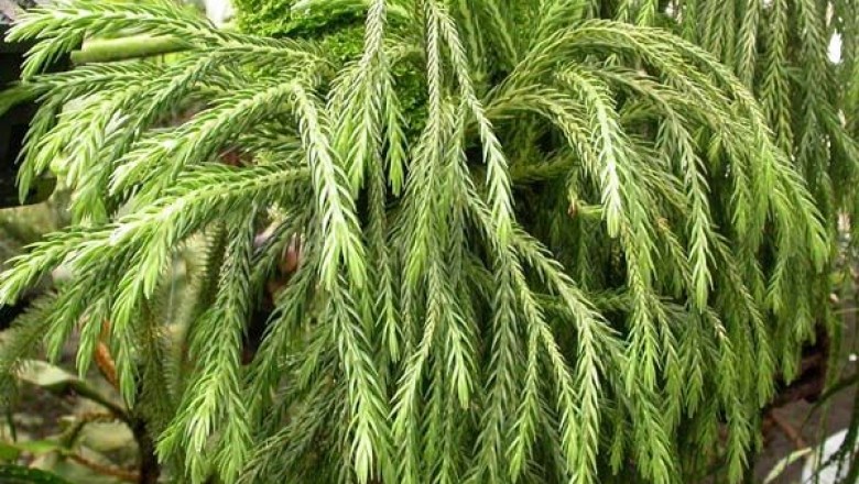 Cây dược liệu cây Thạch tùng lá dùi, Thạch tùng sóng - Huperzia carinata (Desv.) Trevis. (Lycopodium carinatum Desv.)