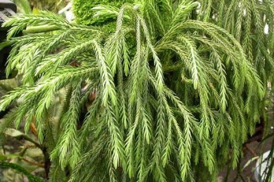 Cây dược liệu cây Thạch tùng lá dùi, Thạch tùng sóng - Huperzia carinata (Desv.) Trevis. (Lycopodium carinatum Desv.)